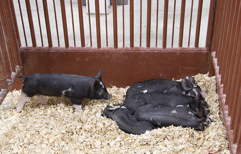 2022 Indiana State Fair photos - week two