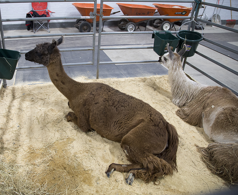 2022 Indiana State Fair photos - week two