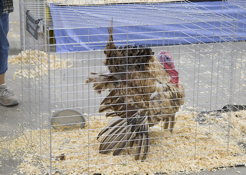 2022 Indiana State Fair photos - week two