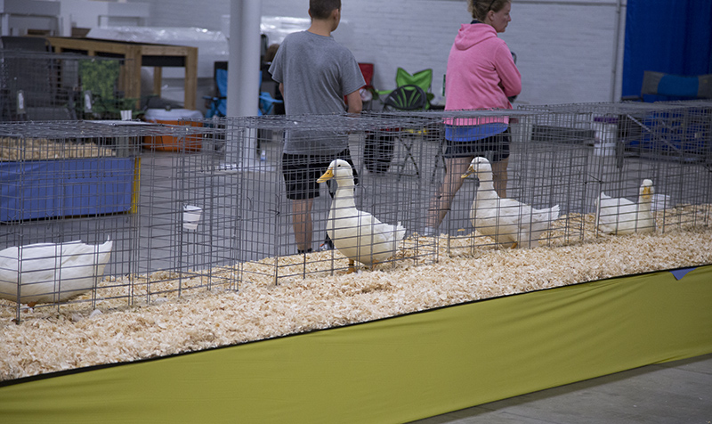 Literally ducks in a row