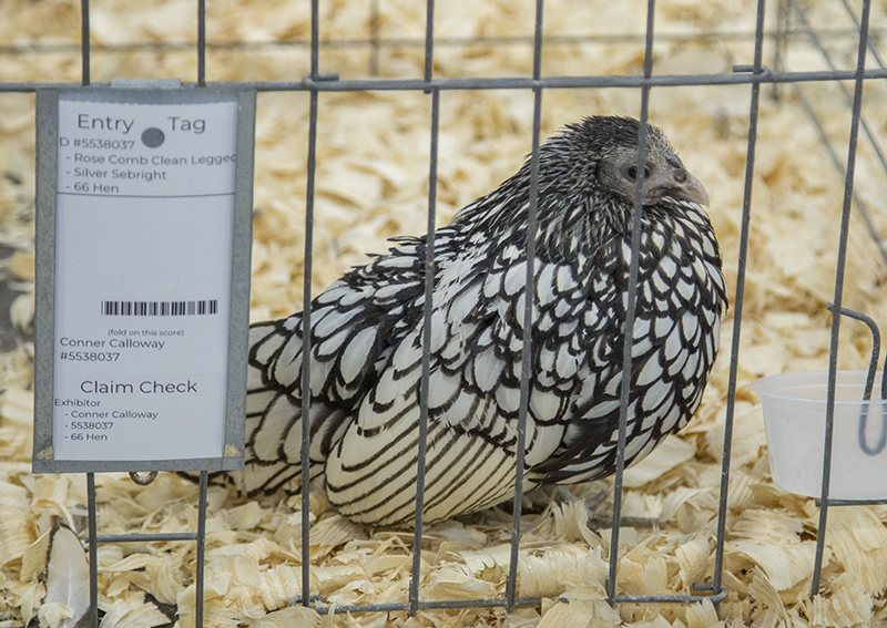 2022 Indiana State Fair photos - week two