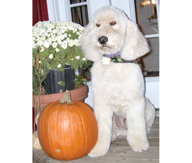 Webster, faithful greeter at Backyard Birds, says Thanks.