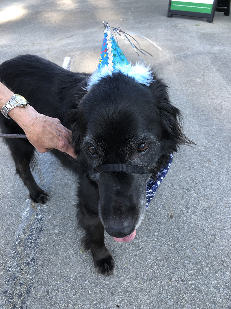 Reader's Random Rippling - Birthday doggie