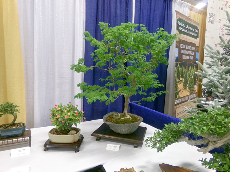 Indianapolis Bonsai Club in the Ag/Hort Building