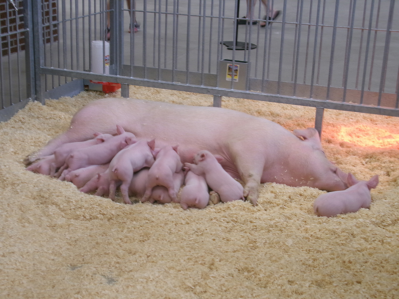 Happy swine in the new building