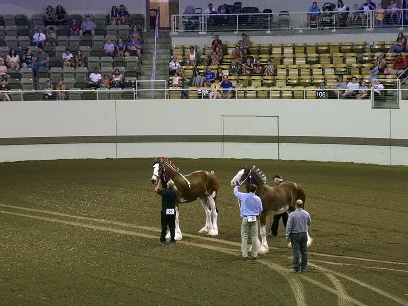 Percherons in the Coliseum