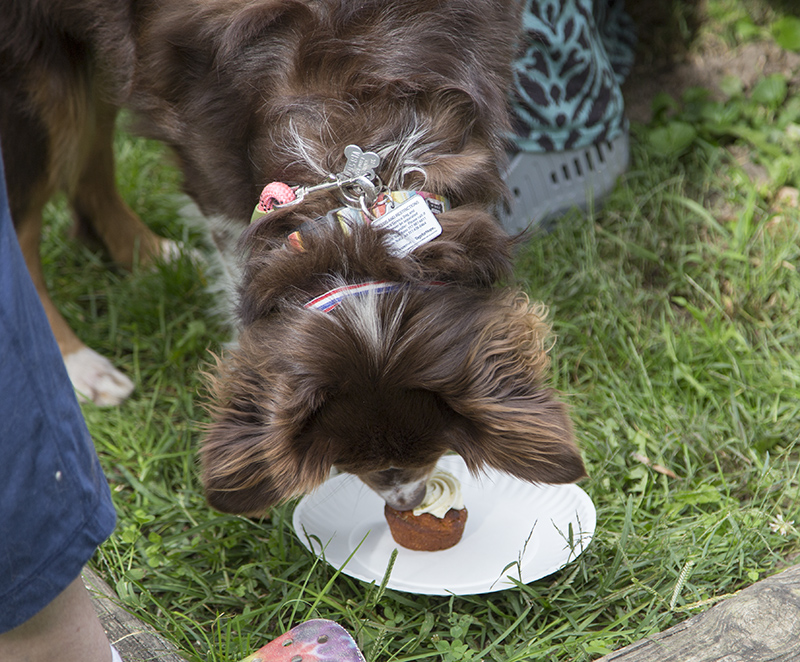 The dogs had to clean the plate to finish...