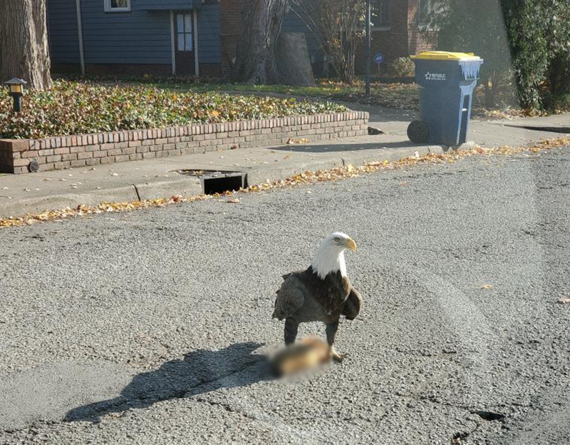 Random Rippling - Bald Eagle on Carrollton
