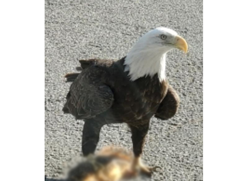 Random Rippling - Bald Eagle on Carrollton