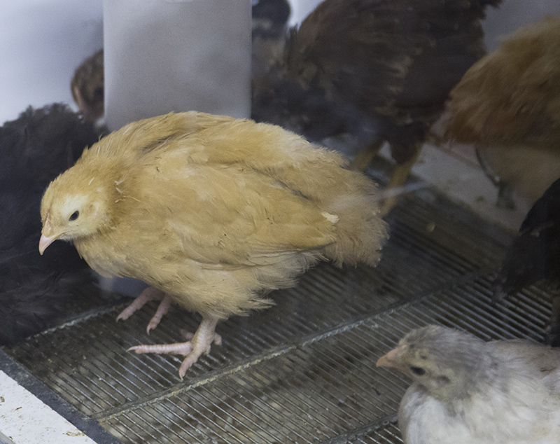 Agrarian is raising chickens for the Indianapolis Zoo