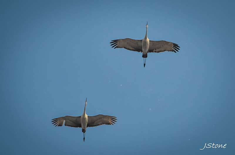 Birds Of Broad Ripple - by Brandt Carter and Jeffrey L. Stone