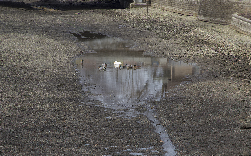 The canal ducks don't seem to mind