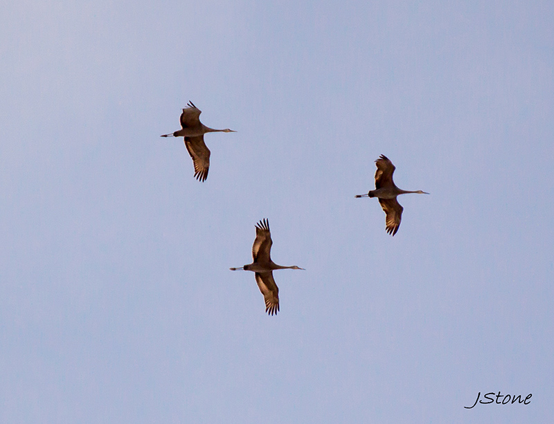 Birds Of Broad Ripple - by Brandt Carter and Jeffrey L. Stone