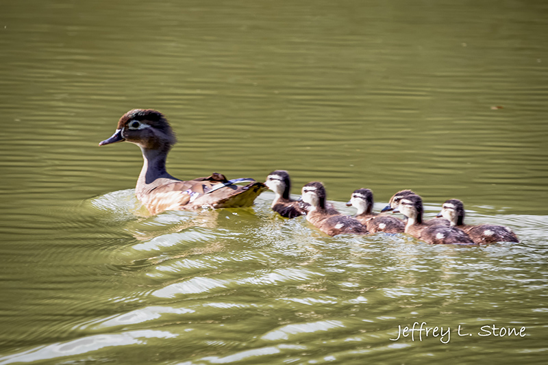 Ducks on the canal