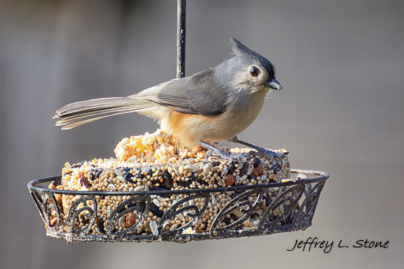 Birds Of Broad Ripple - by Brandt Carter and Jeffrey L. Stone