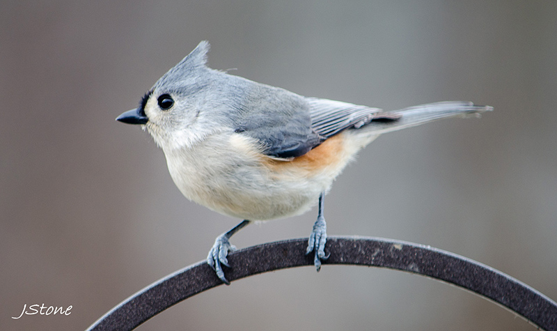 Birds Of Broad Ripple - by Brandt Carter and Jeffrey L. Stone