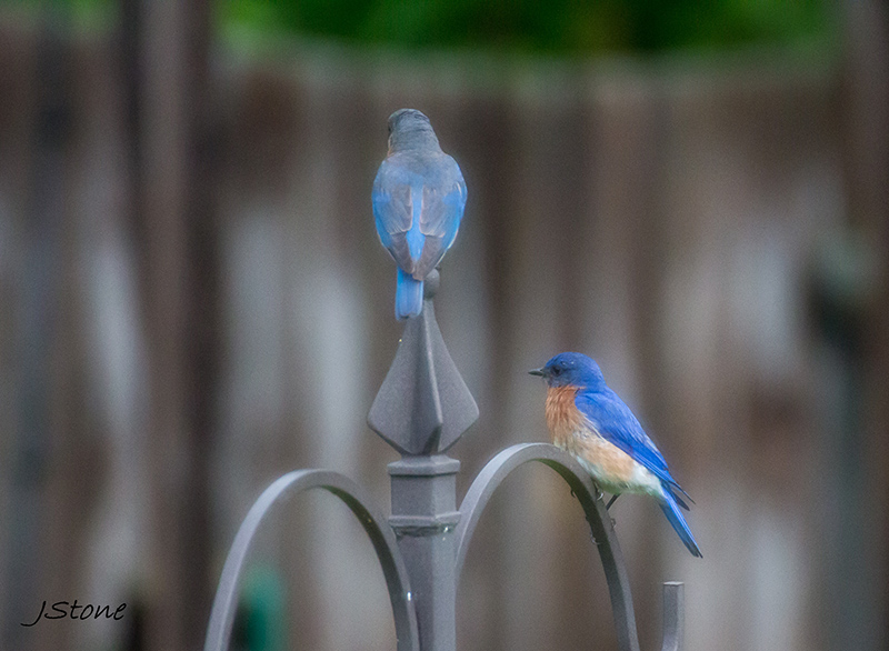 Birds Of Broad Ripple - by Brandt Carter and Jeffrey L. Stone