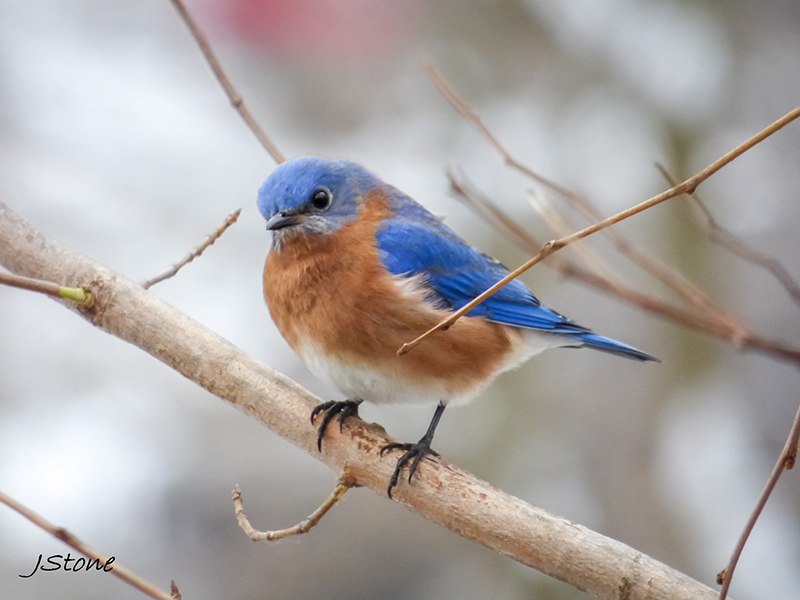 Birds Of Broad Ripple - by Brandt Carter and Jeffrey L. Stone