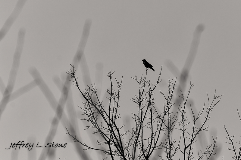 Birds Of Broad Ripple - by Brandt Carter and Jeffrey L. Stone