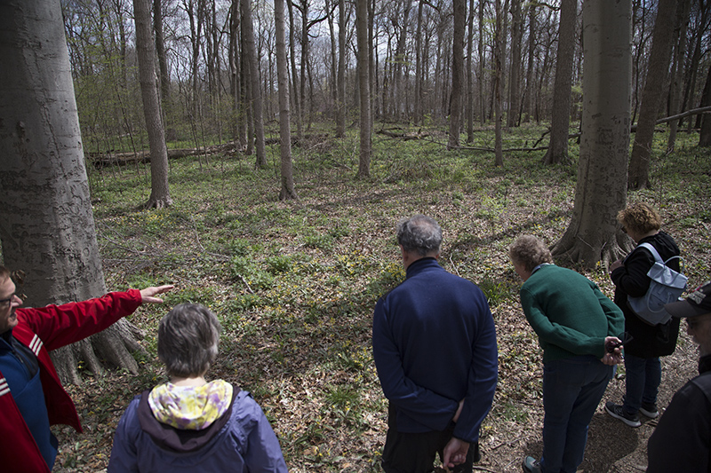 Bill Malcolm points out a field of trout lilies