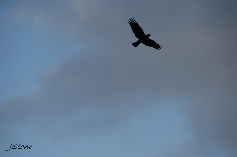 Birds Of Broad Ripple - by Brandt Carter and Jeffrey L. Stone