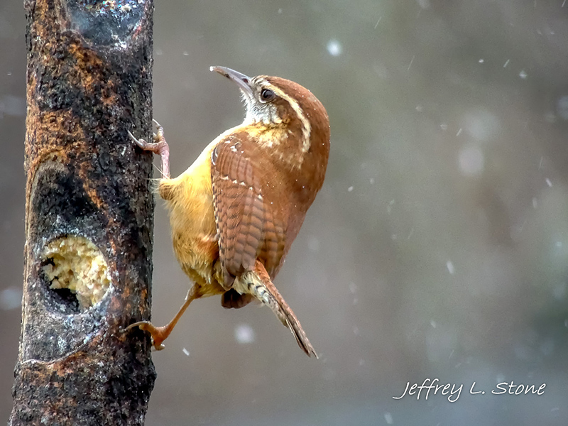 Birds Of Broad Ripple - by Brandt Carter and Jeffrey L. Stone