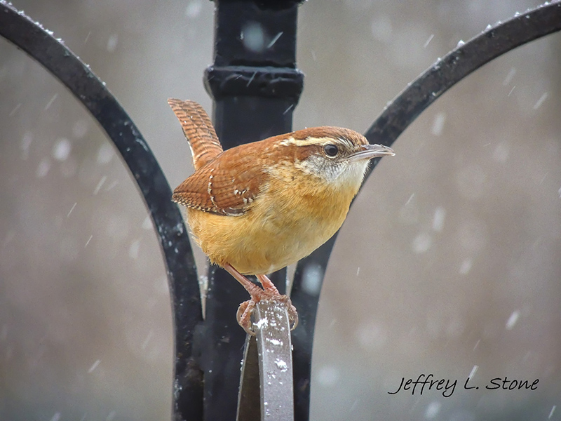 Birds Of Broad Ripple - by Brandt Carter and Jeffrey L. Stone