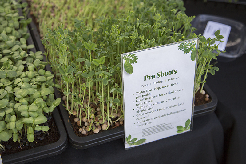 Random Rippling - SoBro Summer Farmers Market opens