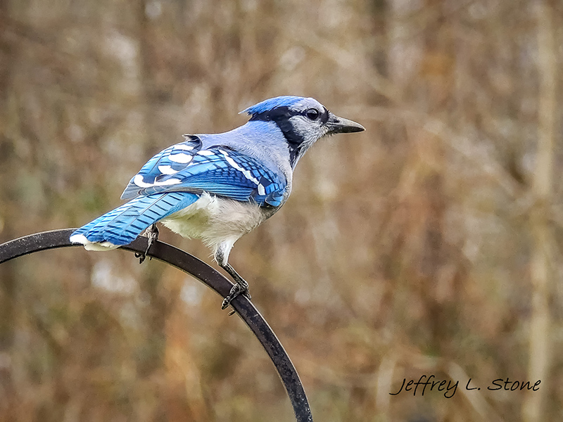 Birds Of Broad Ripple - by Brandt Carter and Jeffrey L. Stone