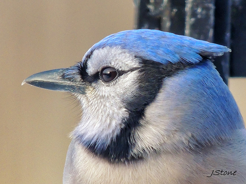 Birds Of Broad Ripple - by Brandt Carter and Jeffrey L. Stone
