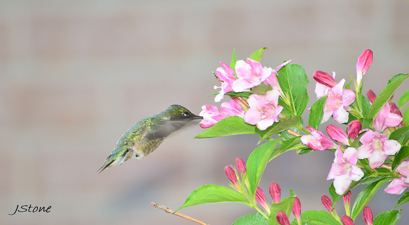 Birds Of Broad Ripple - by Brandt Carter and Jeffrey L. Stone