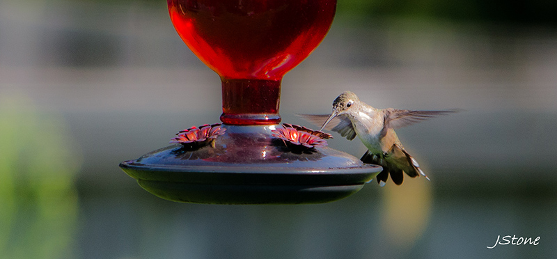 Birds Of Broad Ripple - by Brandt Carter and Jeffrey L. Stone