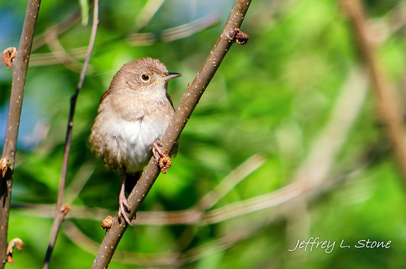 Birds Of Broad Ripple - by Brandt Carter and Jeffrey L. Stone