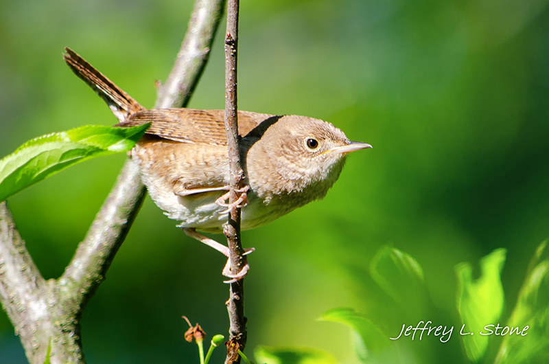 Birds Of Broad Ripple - by Brandt Carter and Jeffrey L. Stone