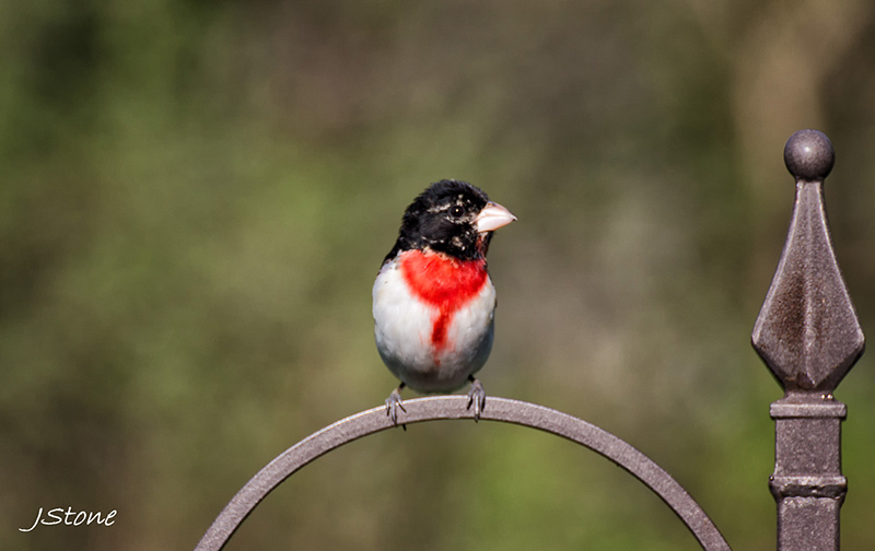 Birds Of Broad Ripple - by Brandt Carter and Jeffrey L. Stone