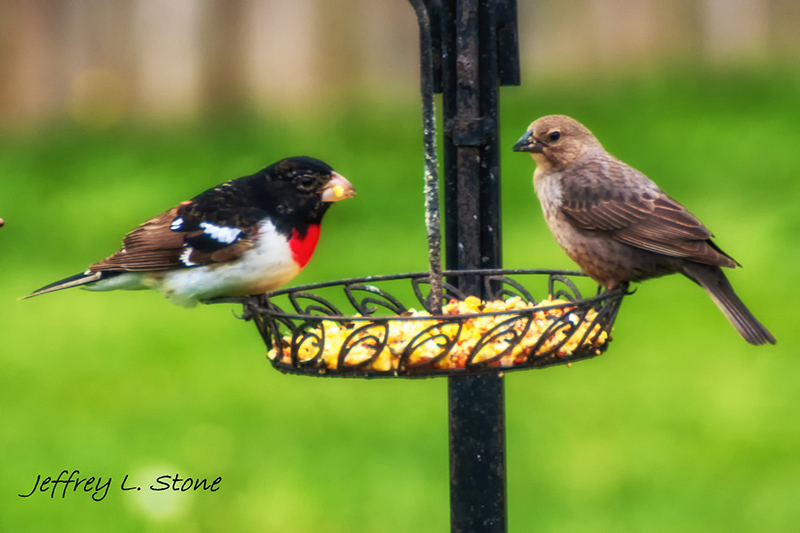 Birds Of Broad Ripple - by Brandt Carter and Jeffrey L. Stone