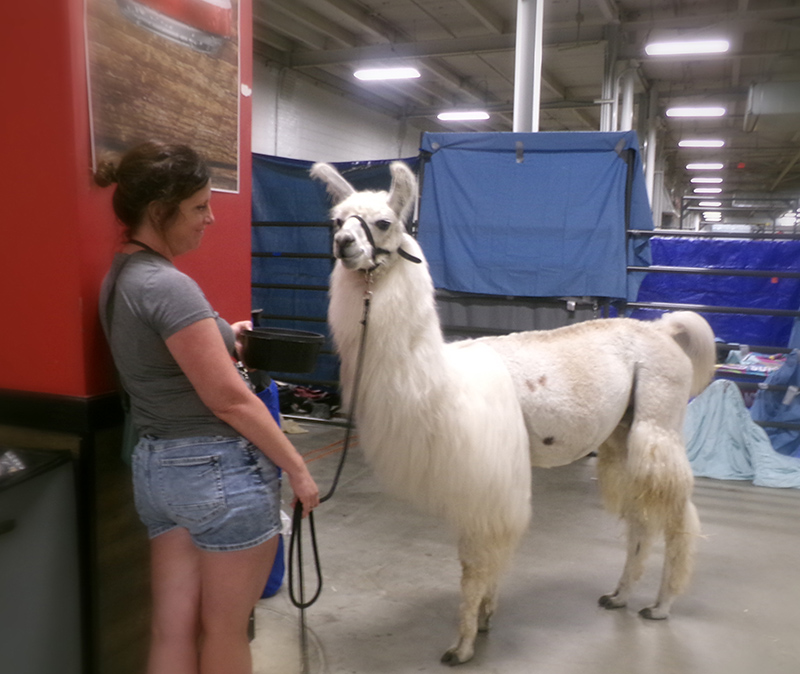 Llama!