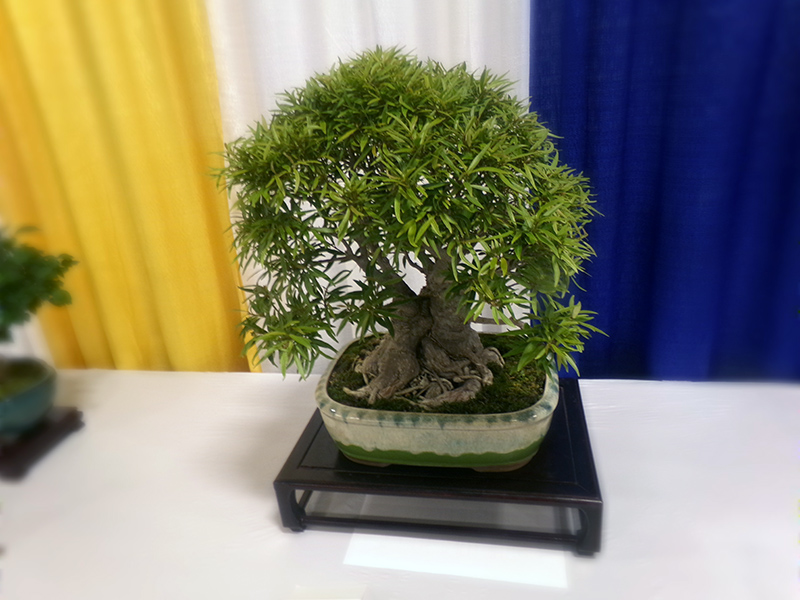 Bonsai