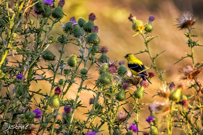Birds Of Broad Ripple - by Brandt Carter and Jeffrey L. Stone