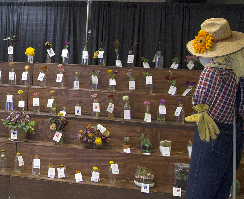 Flower competition in the Coliseum