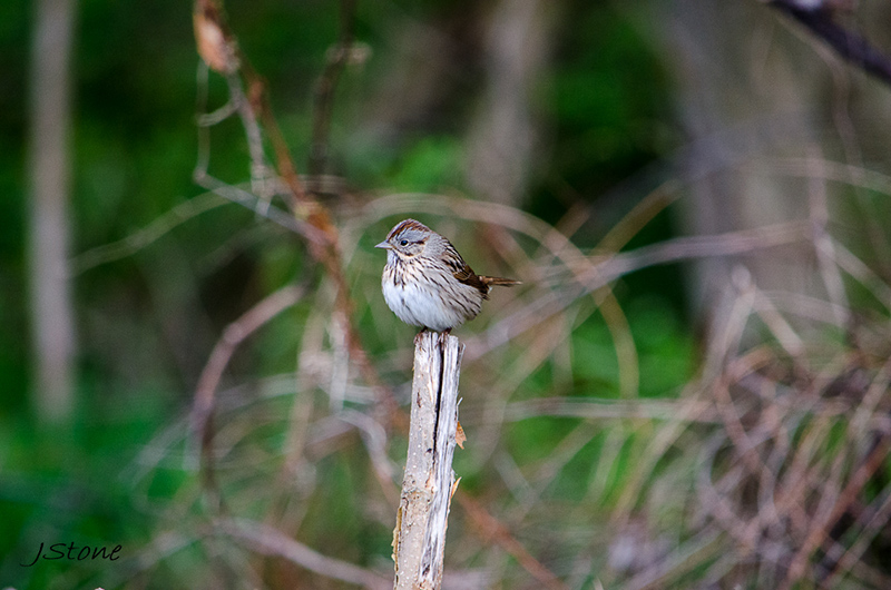 Birds Of Broad Ripple - by Brandt Carter and Jeffrey L. Stone