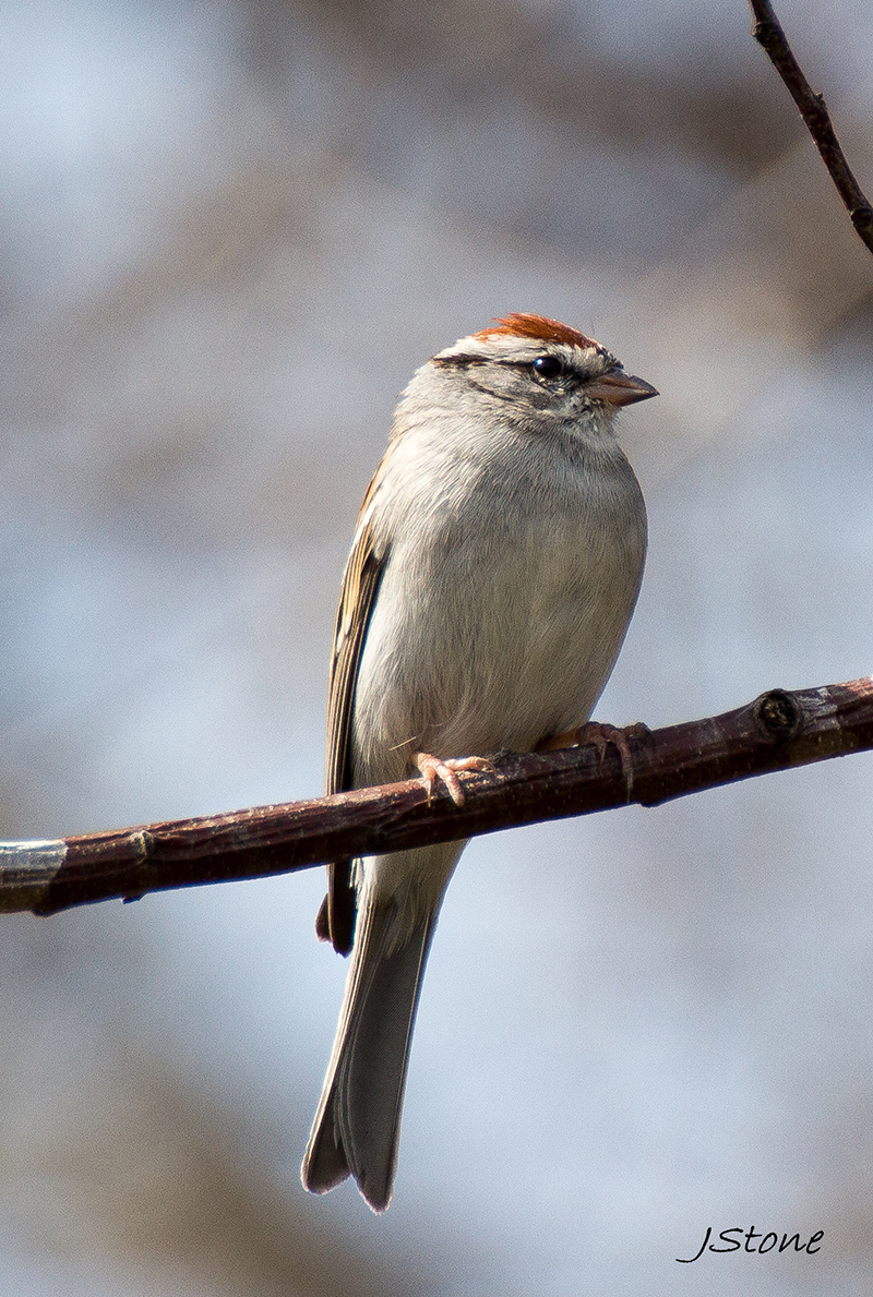 Birds Of Broad Ripple - by Brandt Carter and Jeffrey L. Stone