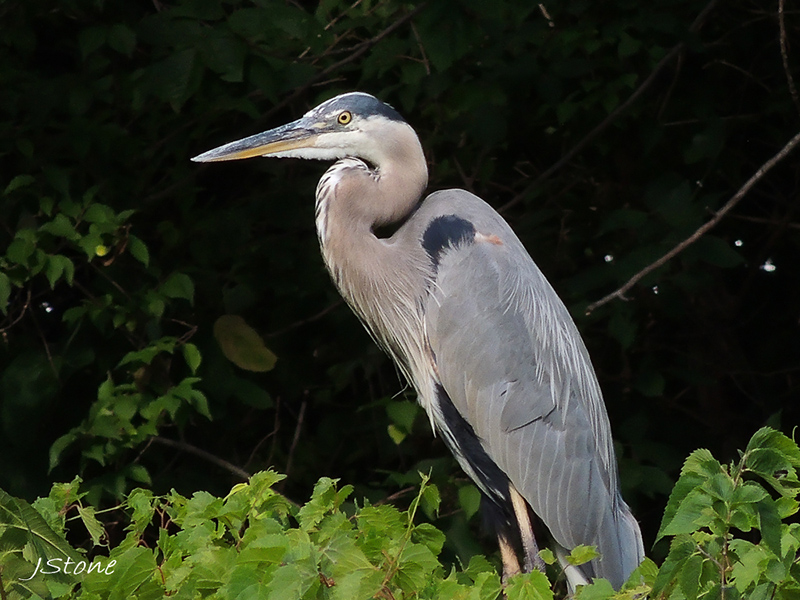 Birds Of Broad Ripple - by Brandt Carter and Jeffrey L. Stone