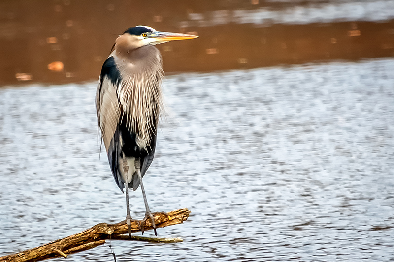 Birds Of Broad Ripple - by Brandt Carter and Jeffrey L. Stone