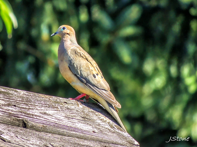 Birds Of Broad Ripple - by Brandt Carter and Jeffrey L. Stone