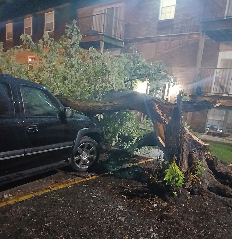 Frog's Random Rippling - Trees downed in storm