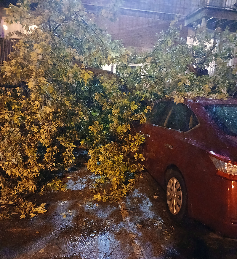 Frog's Random Rippling - Trees downed in storm