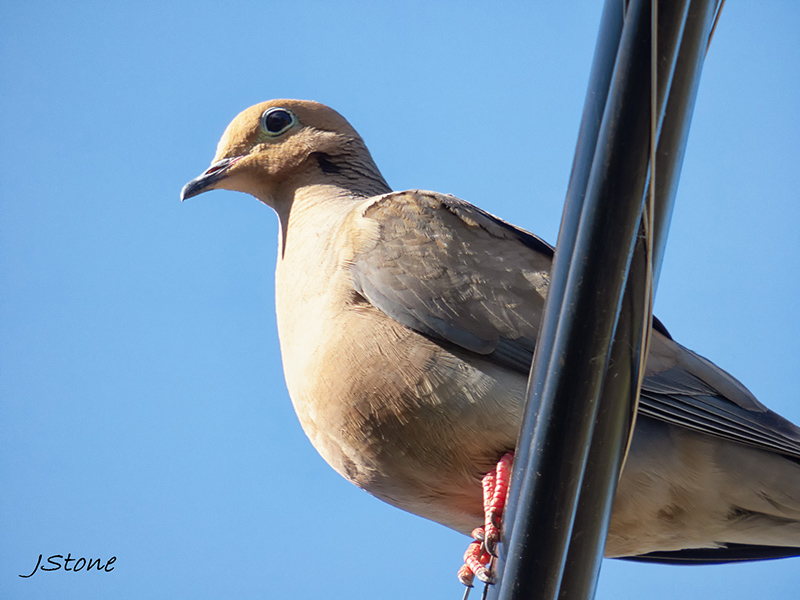 Birds Of Broad Ripple - by Brandt Carter and Jeffrey L. Stone