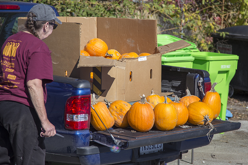 Pumpkins lined up ready to go