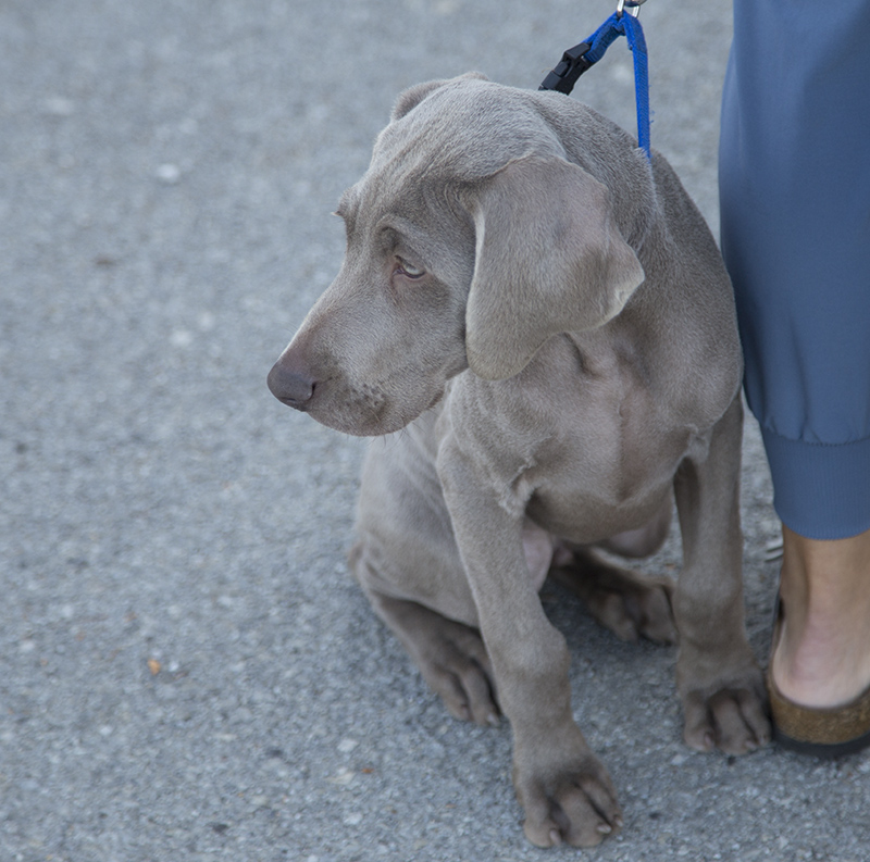 Puppy Hugo